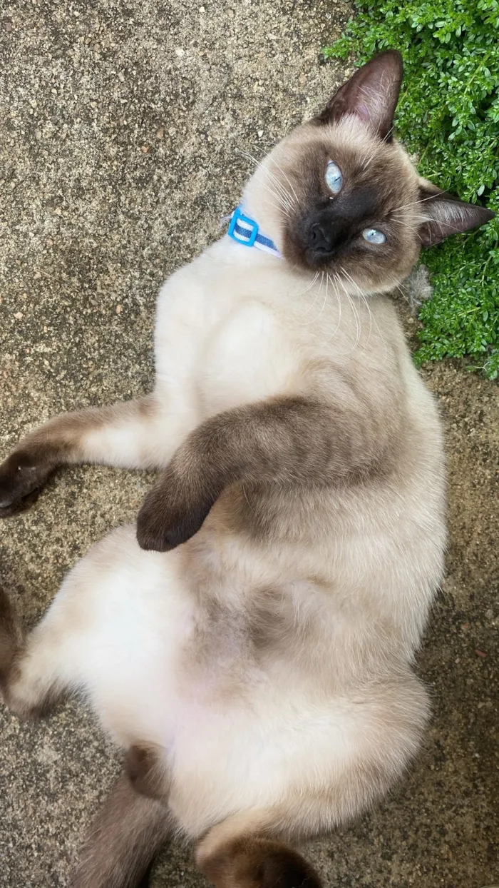 Gato raça Siamês idade 2 a 6 meses nome Luffy 