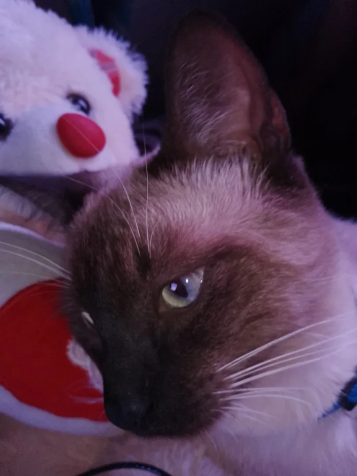 Gato raça Siamês idade 2 a 6 meses nome Luffy 