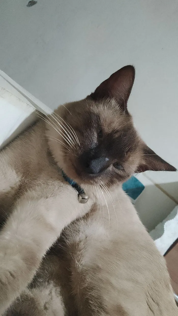 Gato raça Siamês idade 2 a 6 meses nome Luffy 