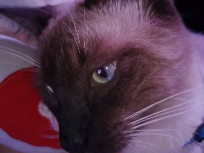 Gato raça Siamês idade 2 a 6 meses nome Luffy 