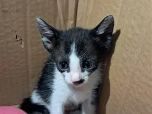 Gato raça SRD-ViraLata idade Abaixo de 2 meses nome nao tem nome ainda 