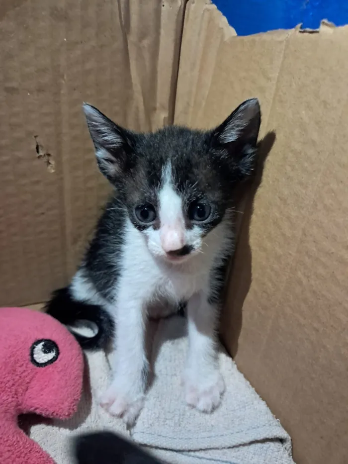 Gato raça SRD-ViraLata idade Abaixo de 2 meses nome nao tem nome ainda 