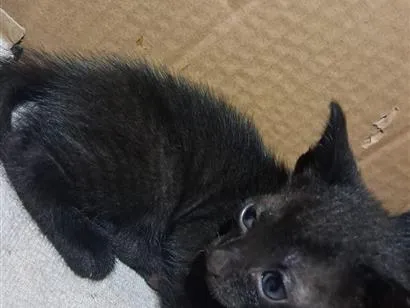 Gato raça SRD-ViraLata idade Abaixo de 2 meses nome não tem nome