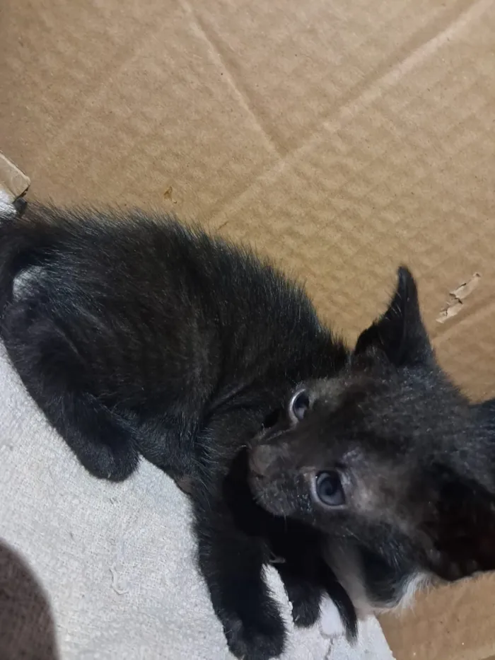 Gato raça SRD-ViraLata idade Abaixo de 2 meses nome não tem nome