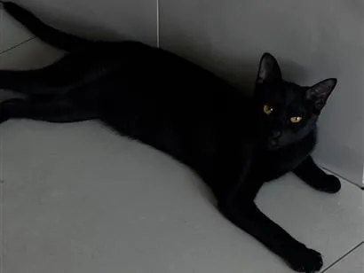 Gato raça SRD-ViraLata idade 1 ano nome Lili