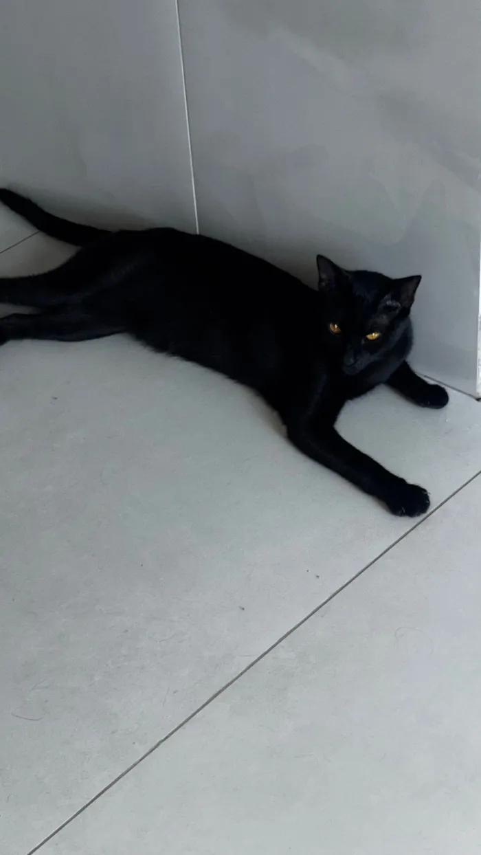 Gato raça SRD-ViraLata idade 1 ano nome Lili