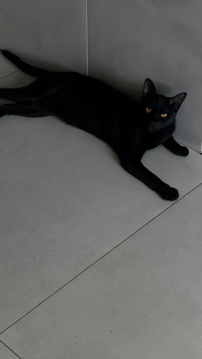 Gato raça SRD-ViraLata idade 1 ano nome Lili