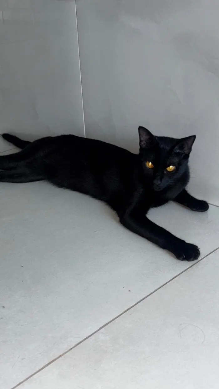 Gato raça SRD-ViraLata idade 1 ano nome Lili