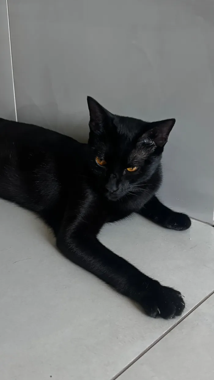 Gato raça SRD-ViraLata idade 1 ano nome Lili