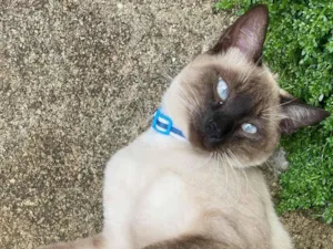 Gato raça Siamês idade 2 a 6 meses nome Luffy 