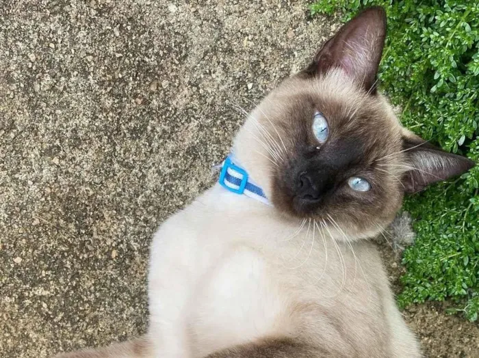 Gato raça Siamês idade 2 a 6 meses nome Luffy 