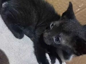 Gato raça SRD-ViraLata idade Abaixo de 2 meses nome não tem nome