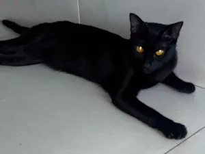Gato raça SRD-ViraLata idade 1 ano nome Lili