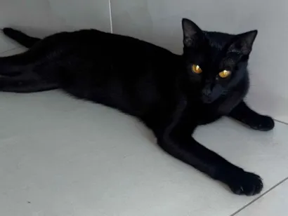 Gato raça SRD-ViraLata idade 1 ano nome Lili