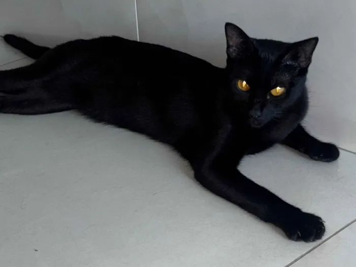 Gato raça SRD-ViraLata idade 1 ano nome Lili