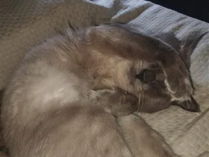 Gato raça Siamês idade 3 anos nome Chorão e Jack