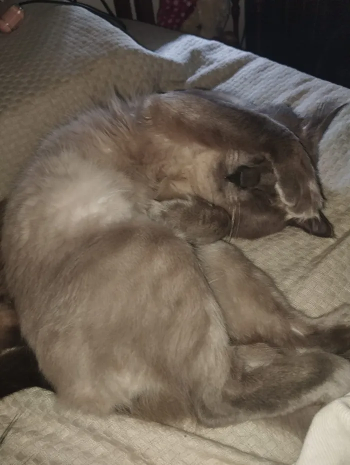 Gato raça Siamês idade 3 anos nome Chorão e Jack