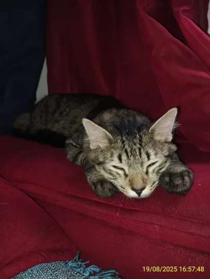 Gato raça Siamês idade 3 anos nome Chorão e Jack