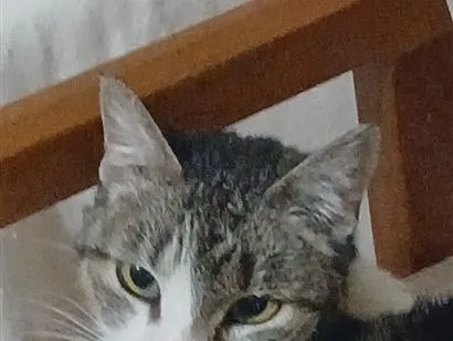 Gato raça SRD-ViraLata idade 6 ou mais anos nome Sisi