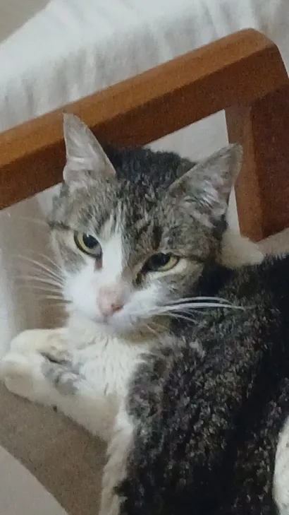 Gato raça SRD-ViraLata idade 6 ou mais anos nome Sisi