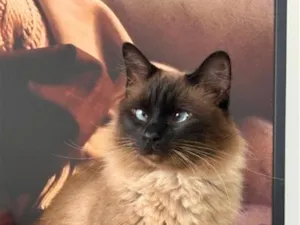 Gato raça Siamês idade 4 anos nome Frank