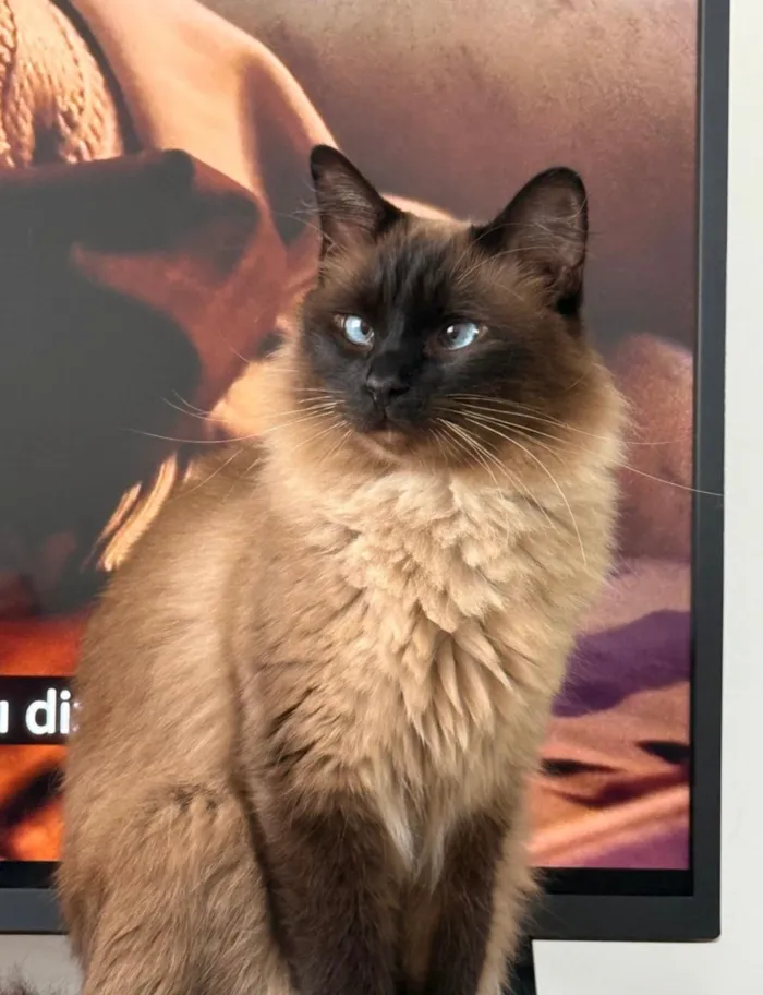 Gato raça Siamês idade 4 anos nome Frank