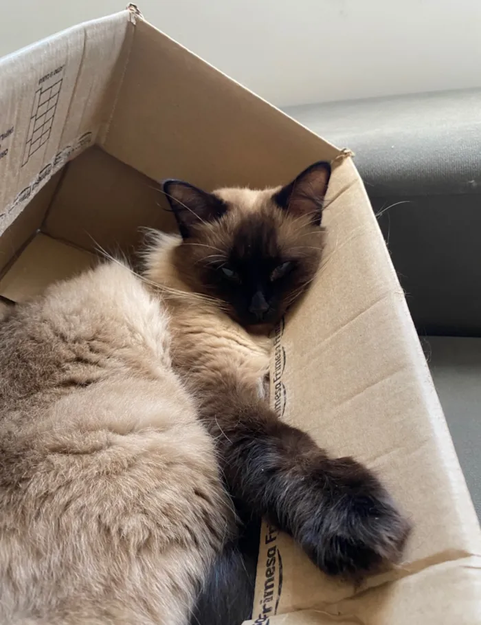 Gato raça Siamês idade 4 anos nome Frank