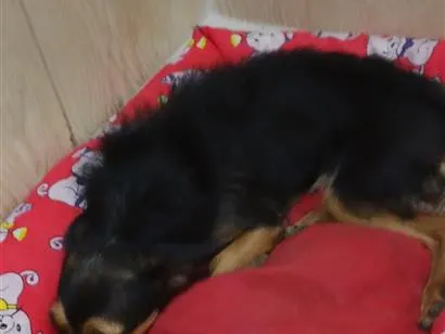 Cachorro raça SRD-ViraLata idade 2 anos nome luna