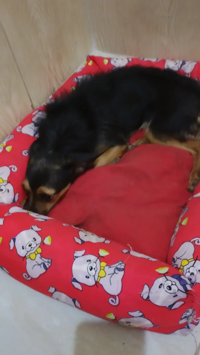 Cachorro raça SRD-ViraLata idade 2 anos nome luna