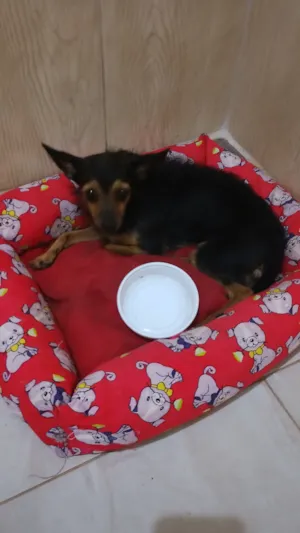 Cachorro raça SRD-ViraLata idade 2 anos nome luna