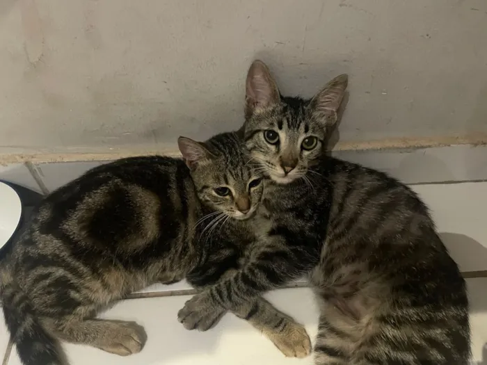 Gato raça SRD-ViraLata idade 2 a 6 meses nome Nilo