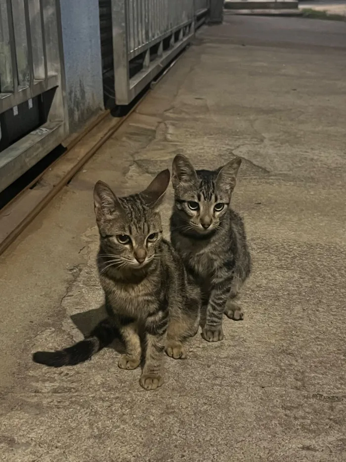 Gato raça SRD-ViraLata idade 2 a 6 meses nome Nilo