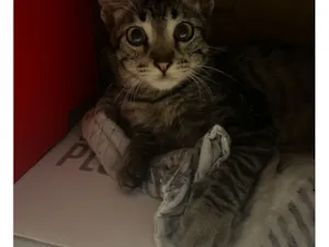 Gato raça SRD-ViraLata idade 2 a 6 meses nome Nilo