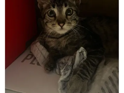 Gato raça SRD-ViraLata idade 2 a 6 meses nome Nilo