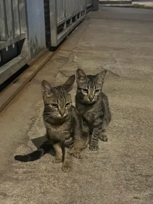 Gato raça SRD-ViraLata idade 2 a 6 meses nome Nina