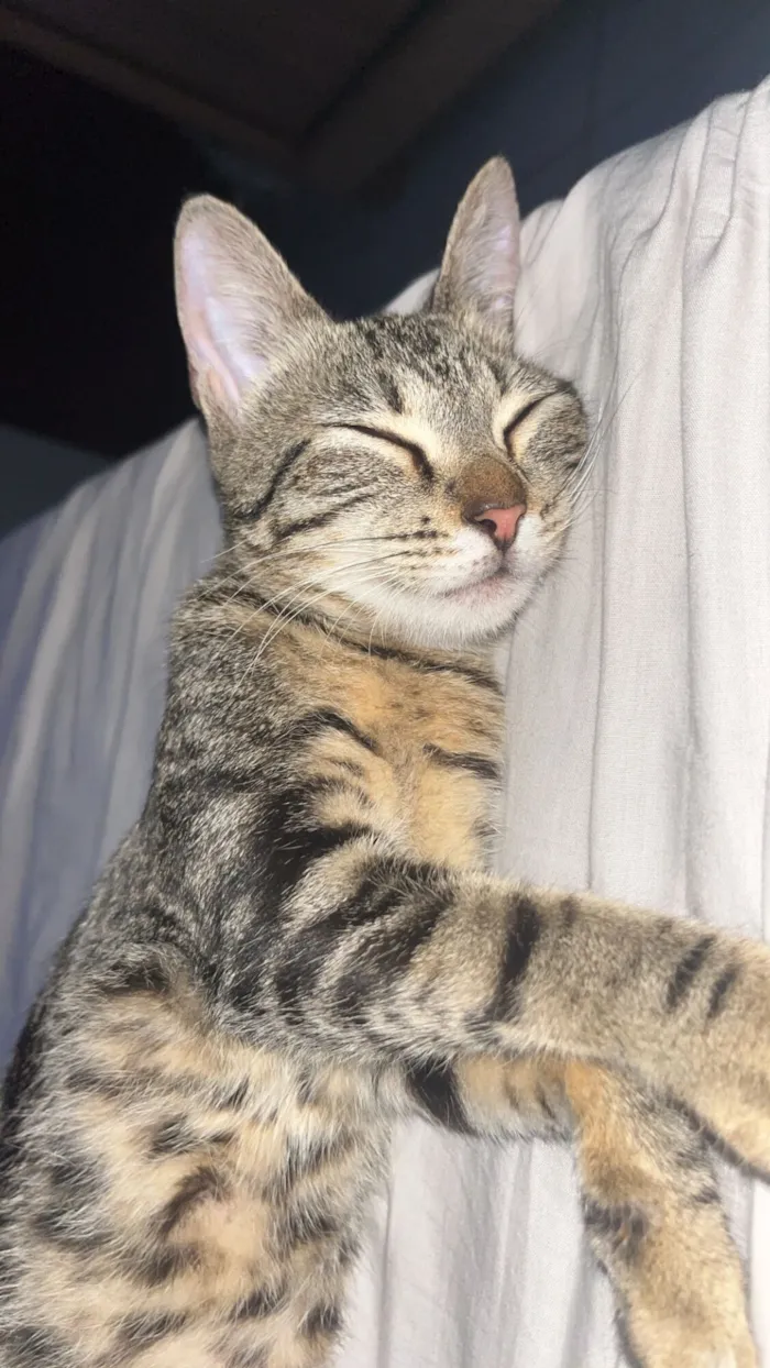 Gato raça SRD-ViraLata idade 2 a 6 meses nome Nina