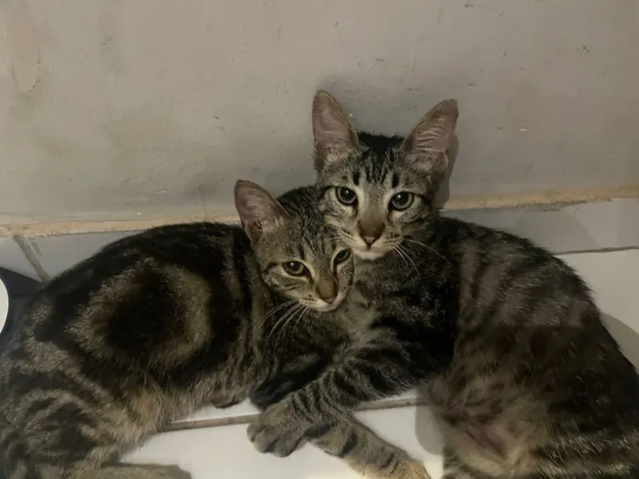 Gato raça SRD-ViraLata idade 2 a 6 meses nome Nina