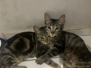 Gato raça SRD-ViraLata idade 2 a 6 meses nome Nina