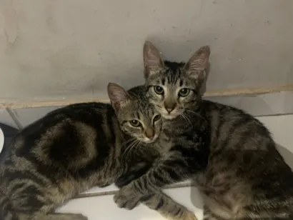 Gato raça SRD-ViraLata idade 2 a 6 meses nome Nina