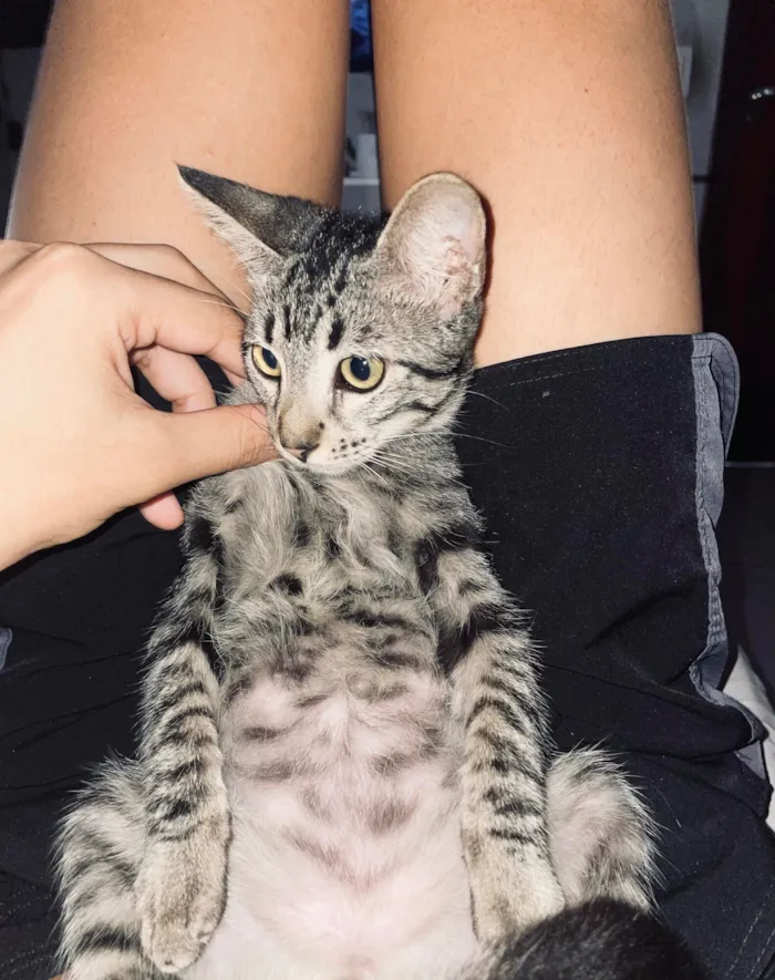 Gato raça SRD-ViraLata idade 2 a 6 meses nome Nina