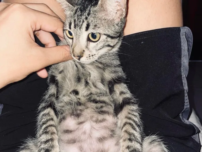 Gato raça SRD-ViraLata idade 2 a 6 meses nome Nina