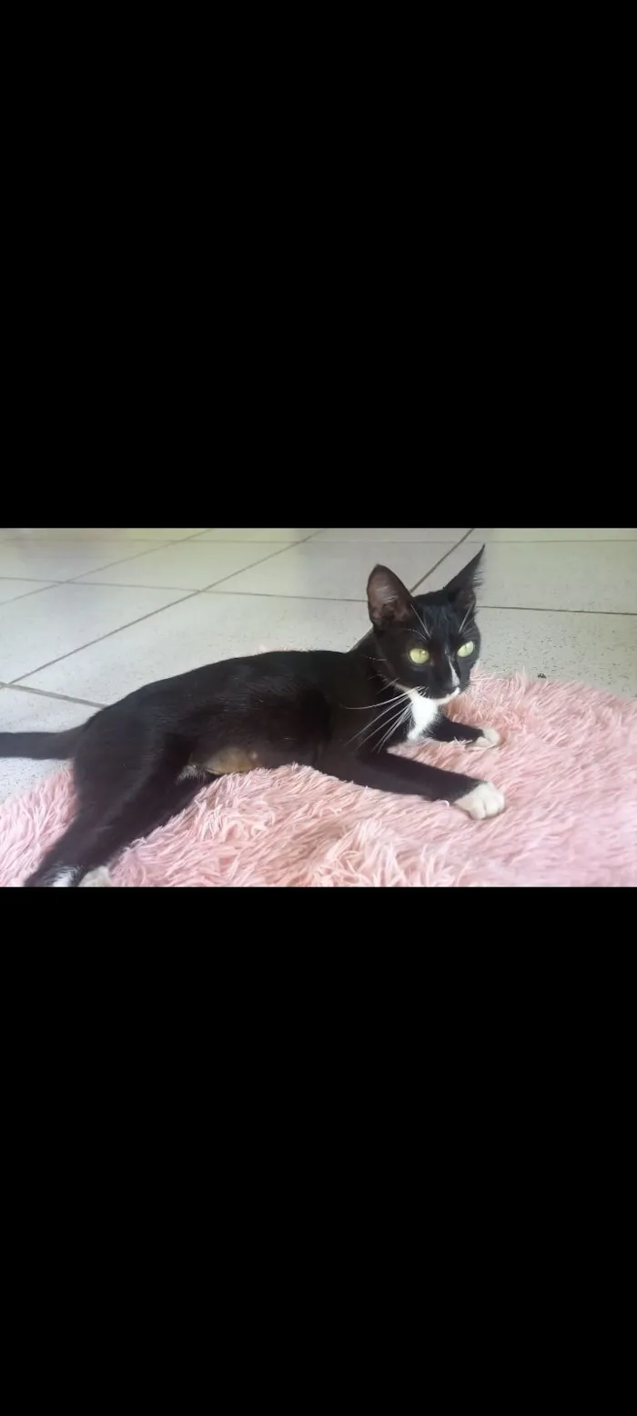 Gato raça SRD-ViraLata idade 7 a 11 meses nome nany 