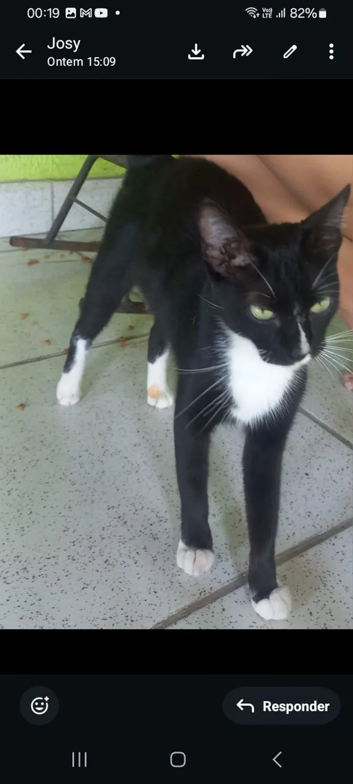 Gato raça SRD-ViraLata idade 7 a 11 meses nome nany 