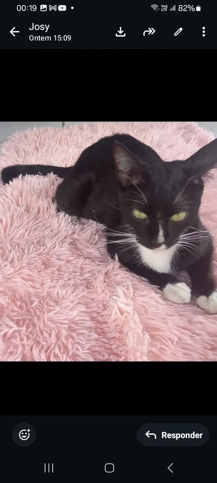 Gato raça SRD-ViraLata idade 7 a 11 meses nome nany 