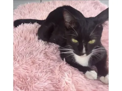 Gato raça SRD-ViraLata idade 7 a 11 meses nome nany 