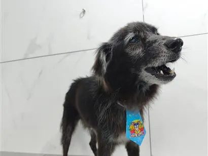 Cachorro raça SRD-ViraLata idade 6 ou mais anos nome Pretinho