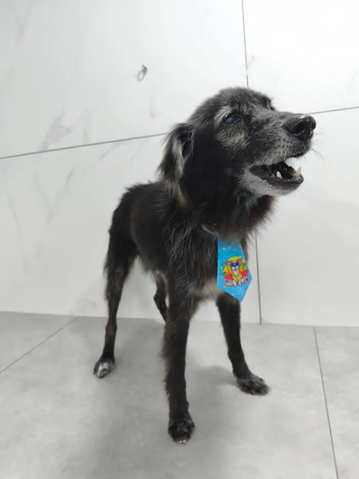 Cachorro raça SRD-ViraLata idade 6 ou mais anos nome Pretinho
