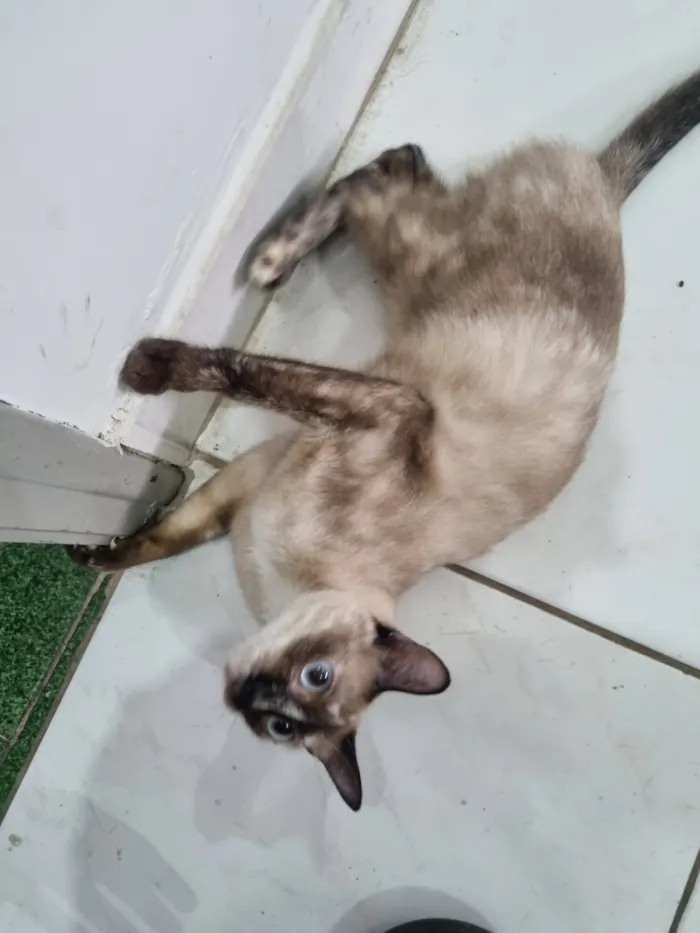 Gato raça SRD-ViraLata idade 7 a 11 meses nome GATINHAS ABANDONADAS