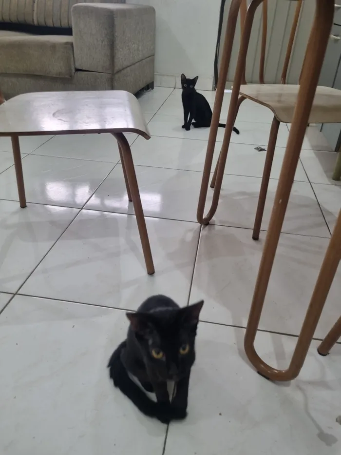 Gato raça SRD-ViraLata idade 7 a 11 meses nome GATINHAS ABANDONADAS