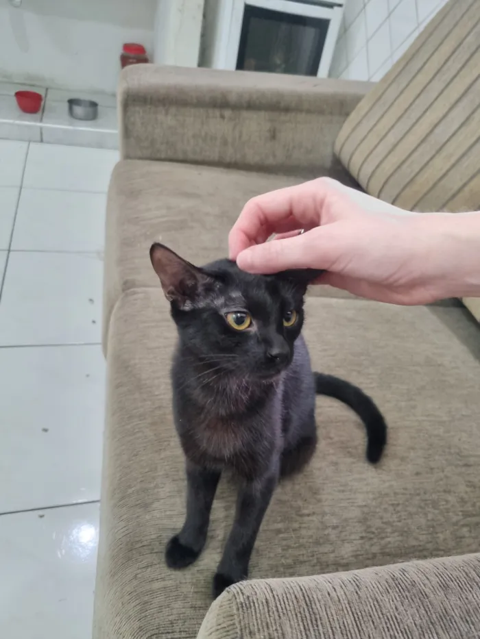 Gato raça SRD-ViraLata idade 7 a 11 meses nome GATINHAS ABANDONADAS